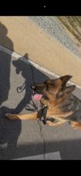 Lost Male Dog last seen Nuevo, Perris, CA 92571