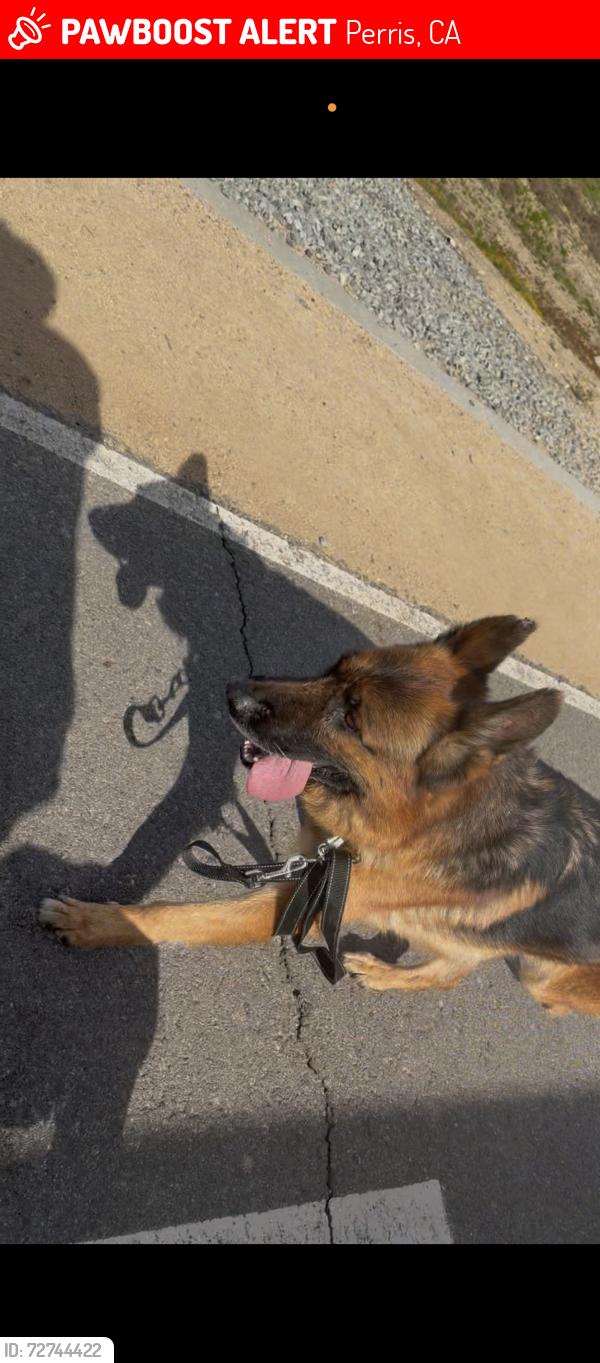 Lost Male Dog last seen Nuevo, Perris, CA 92571