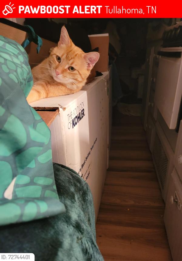 Lost Male Cat last seen Near cook rd. , Tullahoma, TN 37388