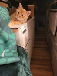 Lost Male Cat last seen Near cook rd. , Tullahoma, TN 37388