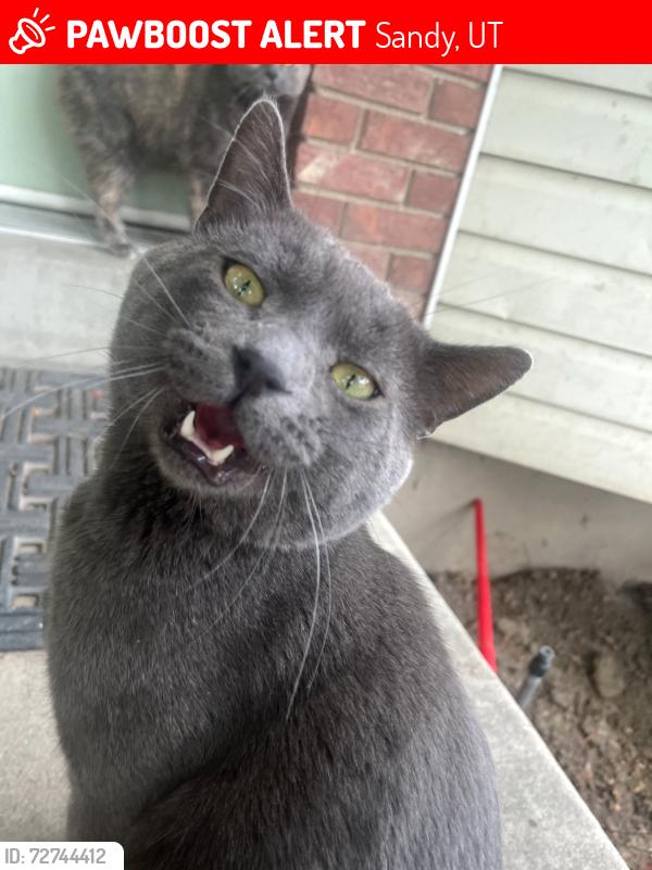 Lost Male Cat last seen Jordan high school Sandy utah, Sandy, UT 84070