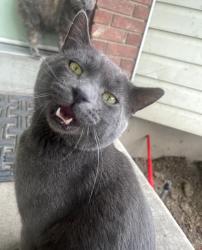 Lost Male Cat last seen Jordan high school Sandy utah, Sandy, UT 84070