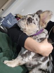 Lost Female Dog last seen Kentucky and broadway, Fort Worth, TX 76104
