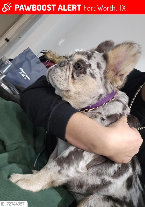 Lost Female Dog last seen Kentucky and broadway, Fort Worth, TX 76104