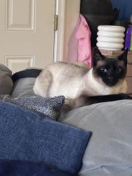Lost Male Cat last seen Oak Park Blvd, Danny Road , Henrico, VA 23231