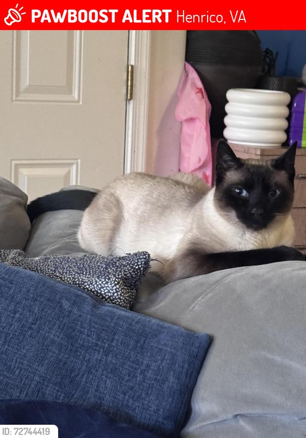 Lost Male Cat last seen Oak Park Blvd, Danny Road , Henrico, VA 23231