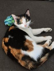 Lost Female Cat last seen w 10th and Magnolia, Long Beach, CA 90813