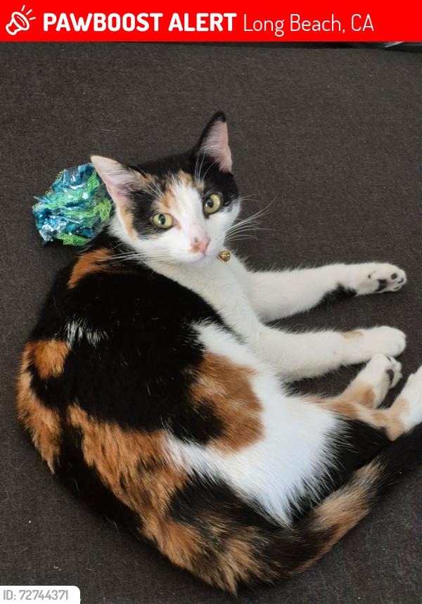 Lost Female Cat last seen w 10th and Magnolia, Long Beach, CA 90813