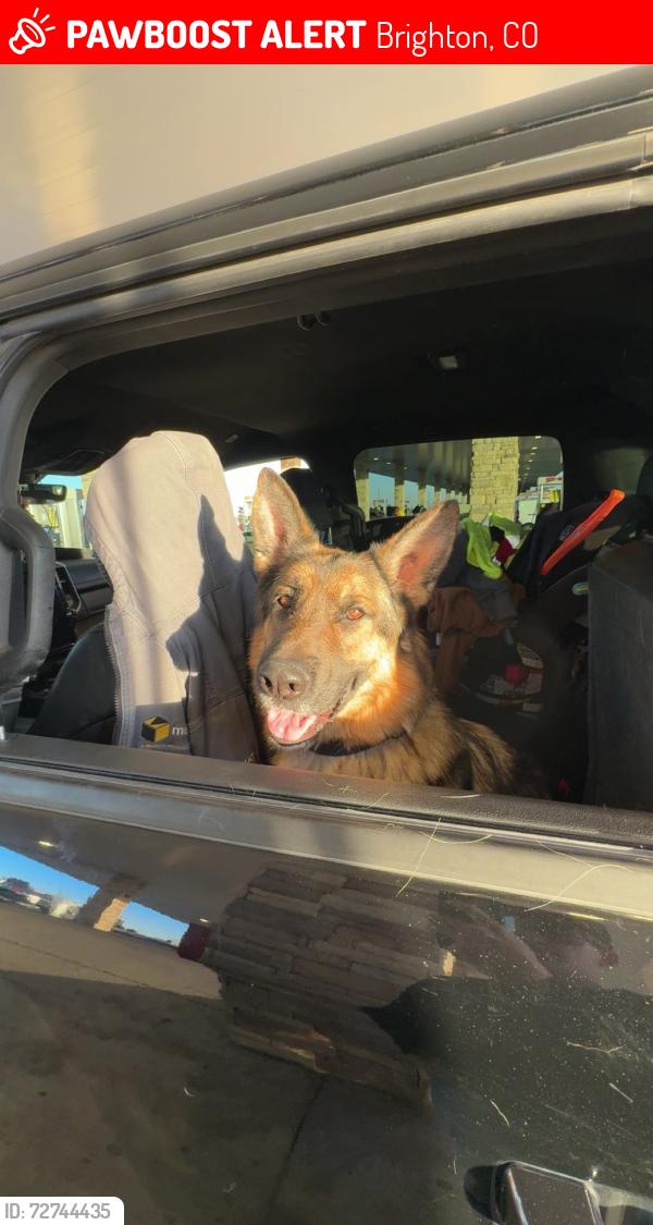 Lost Male Dog last seen Highway 7 and I-25, Brighton, CO 80601