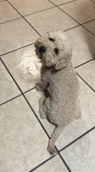 Lost Male Dog last seen 12th street & west county road, Odessa, TX 79761