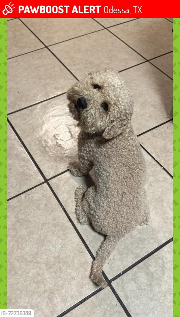 Lost Male Dog last seen 12th street & west county road, Odessa, TX 79761