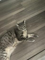 Lost Female Cat last seen S-37-21 & Wells Hwy by Hopewell Baptist Church, Seneca, SC 29678