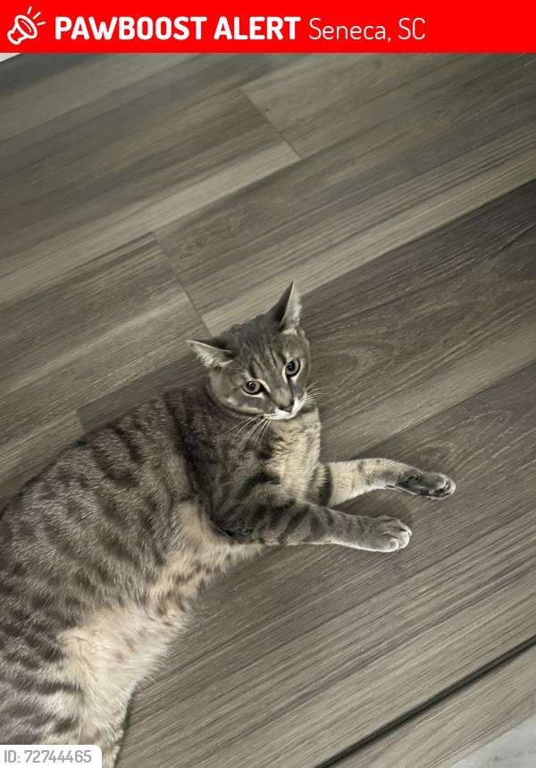 Lost Female Cat last seen S-37-21 & Wells Hwy by Hopewell Baptist Church, Seneca, SC 29678