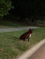 Found/Stray Unknown Dog last seen Off north college drive, High Point, NC 27262