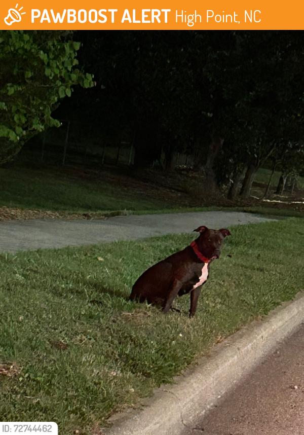 Found/Stray Unknown Dog last seen Off north college drive, High Point, NC 27262