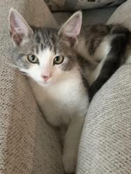Lost Male Cat last seen Eldorado parl, Long Beach, CA 90815