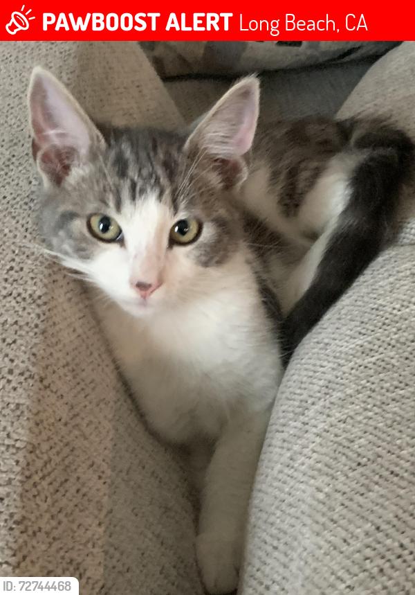 Lost Male Cat last seen Eldorado parl, Long Beach, CA 90815