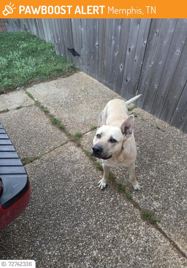 Found/Stray Male Dog last seen Knight Arnold, Memphis, TN 38115