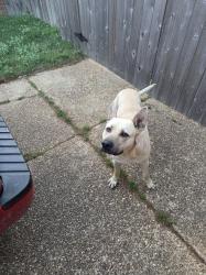 Found/Stray Male Dog last seen Knight Arnold, Memphis, TN 38115