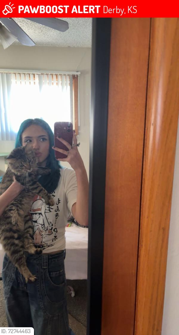 Lost Male Cat last seen Madison Avenue Central Park, Derby, KS 67037