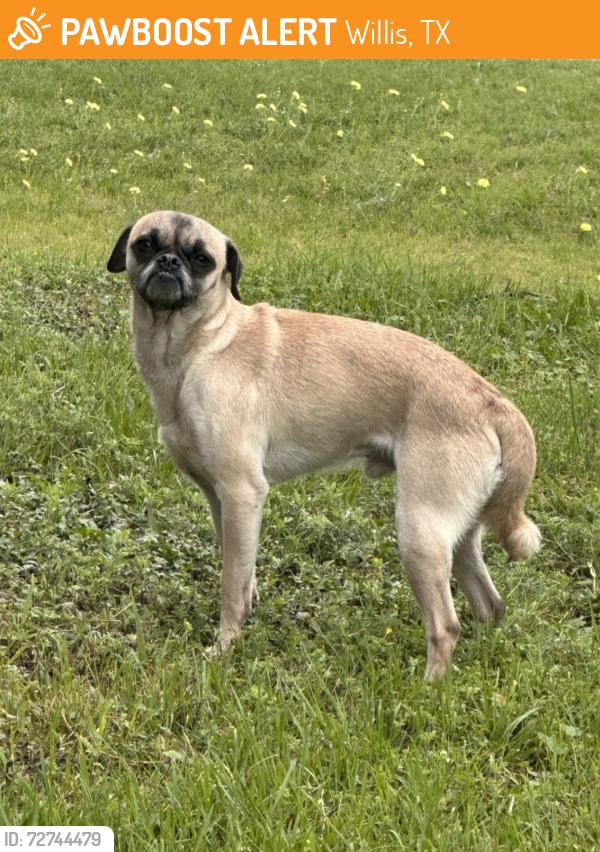 Found/Stray Male Dog last seen Near sense fishing , Willis, TX 77318