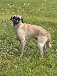 Found/Stray Male Dog last seen Near sense fishing , Willis, TX 77318