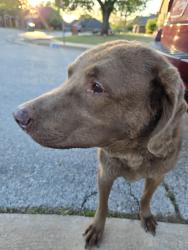 Found/Stray Unknown Dog last seen Sugar loaf Drive/ Shadow Mountain Drive, Edmond, OK 73013