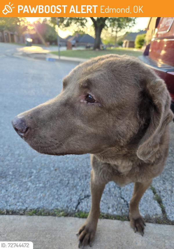 Found/Stray Unknown Dog last seen Sugar loaf Drive/ Shadow Mountain Drive, Edmond, OK 73013