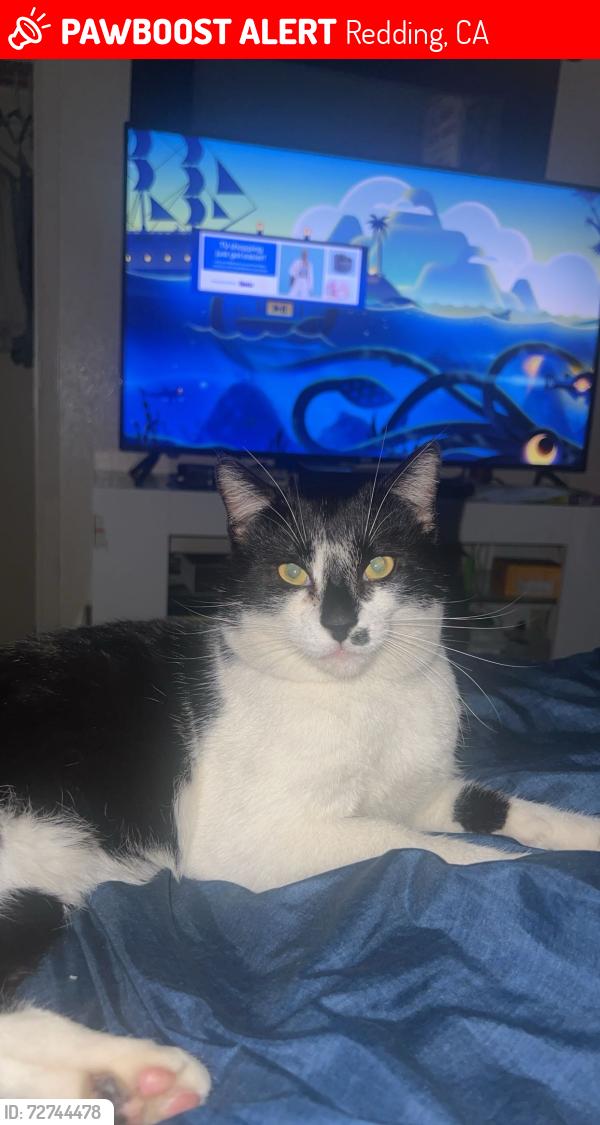 Lost Male Cat last seen Lake blvd, Redding, CA 96003