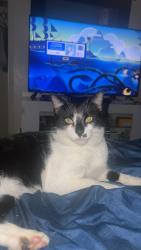 Lost Male Cat last seen Lake blvd, Redding, CA 96003