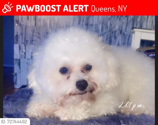Lost Male Dog last seen 54th avenue, Queens, NY 11378