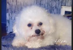 Lost Male Dog last seen 54th avenue, Queens, NY 11378