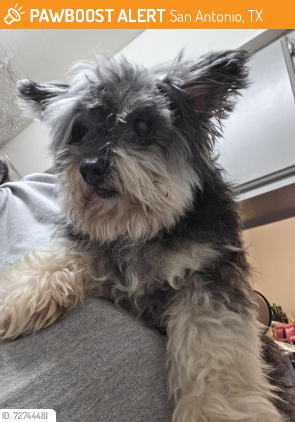 Found/Stray Male Dog last seen Huntsman Rd, San Antonio, TX 78249