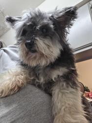Found/Stray Male Dog last seen Huntsman Rd, San Antonio, TX 78249