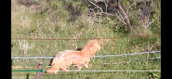 Found/Stray Unknown Dog last seen On the Ryan property, behind Chicory Ct and Grassland, in Ryan Meadows Community, Denton, TX 76210