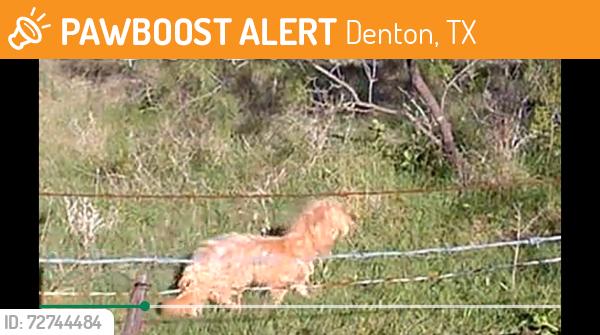 Found/Stray Unknown Dog last seen On the Ryan property, behind Chicory Ct and Grassland, in Ryan Meadows Community, Denton, TX 76210