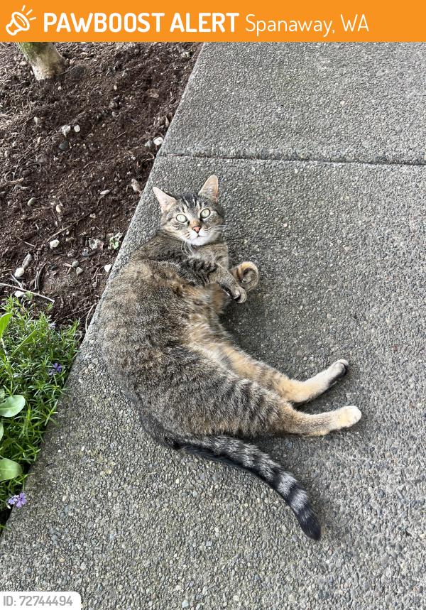 Found/Stray Unknown Cat last seen Mt Hwy, Spanaway, WA 98387
