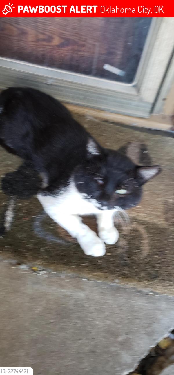 Lost Male Cat last seen N.W. 124th close to Greystone and May Ave, Oklahoma City, OK 73120