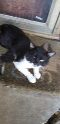 Lost Male Cat last seen N.W. 124th close to Greystone and May Ave, Oklahoma City, OK 73120