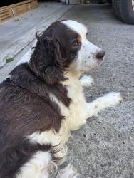 Found/Stray Unknown Dog last seen Briar patch and Brodie Creek trail, Little Rock, AR 72211