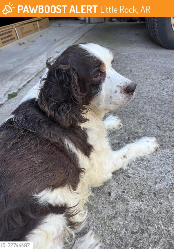 Found/Stray Unknown Dog last seen Briar patch and Brodie Creek trail, Little Rock, AR 72211