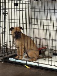 Found/Stray Female Dog last seen Sunflower, Marion, TX 78124
