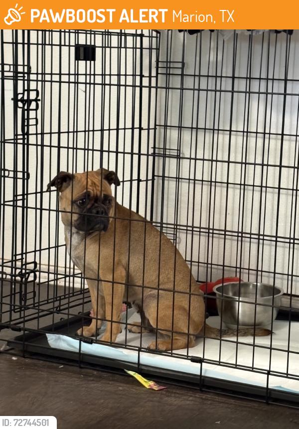 Found/Stray Female Dog last seen Sunflower, Marion, TX 78124