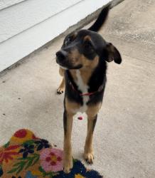Found/Stray Male Dog last seen Lavender Hill Ln/Peppermint Hill Ln, Richmond, TX 77469