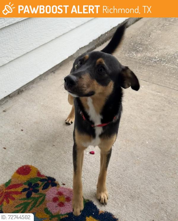 Found/Stray Male Dog last seen Lavender Hill Ln/Peppermint Hill Ln, Richmond, TX 77469