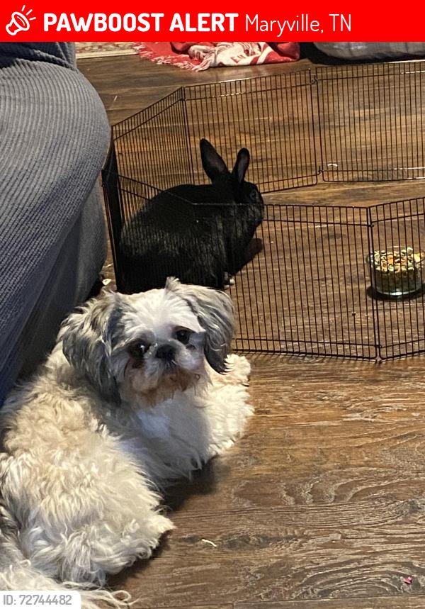 Lost Male Dog last seen Big springs , Maryville, TN 37801