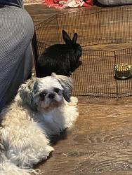 Lost Male Dog last seen Big springs , Maryville, TN 37801