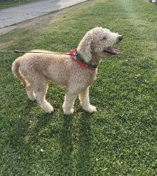 Found/Stray Male Dog last seen Cleveland State, Cleveland, TN 37312