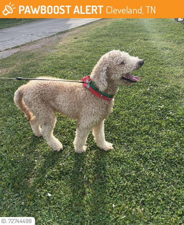 Found/Stray Male Dog last seen Cleveland State, Cleveland, TN 37312