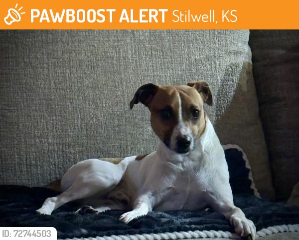 Found/Stray Male Dog last seen Misson Road, Stilwell, KS 66085